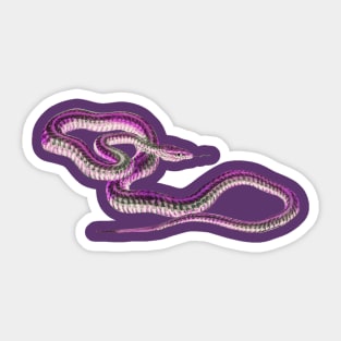 serpent,cobra,reptile,viper,venom,lizard,rattlesnake,king cobra Sticker